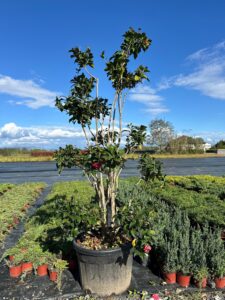 Camellia japonica Black Lace bonsai
