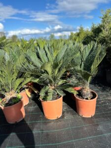 CYCAS REVOLUTA (Sago Palm)