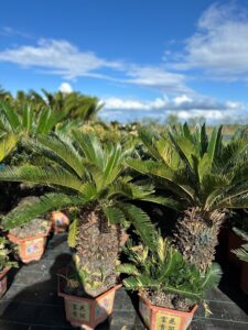 CYCAS REVOLUTA (Sago Palm)