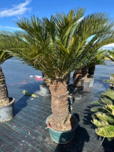 CYCAS REVOLUTA (Sago Palm)