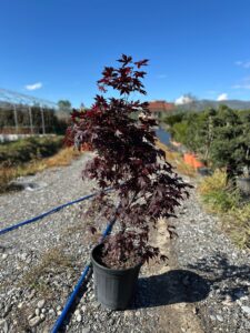 Acer palmatum 'Rhode Island Red' Japanese Maple