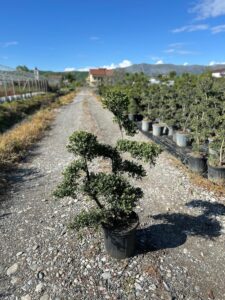 Ilex Crenata 'Kinme'