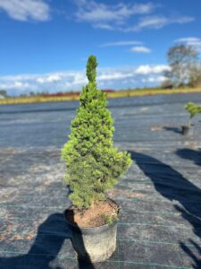 Dwarf Alberta Spruce Picea glauca 'Conica'