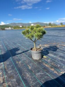 Dwarf Mountain Pine