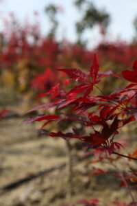 Japanese Red Maple