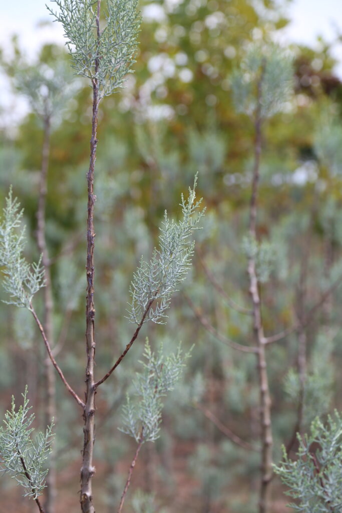arizona blue cypress