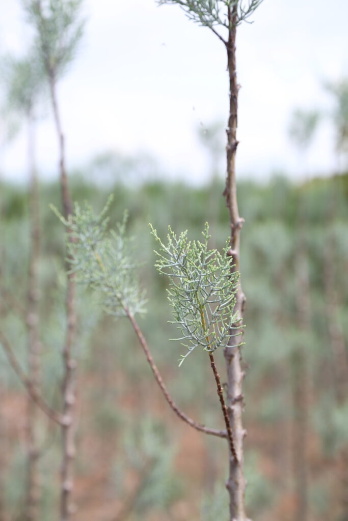 arizona blue cypress