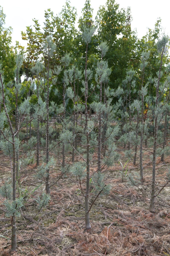 arizona blue cypress