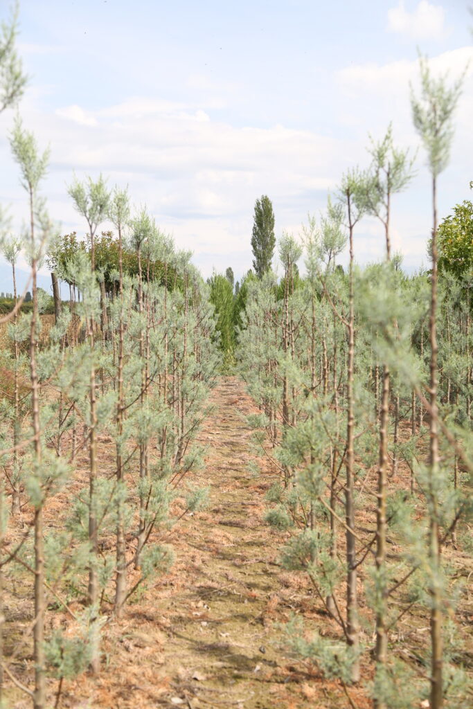 arizona blue cypress