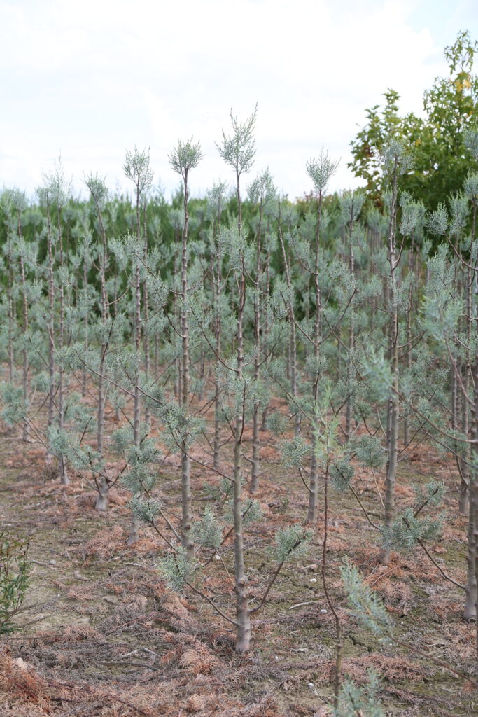 arizona blue cypress