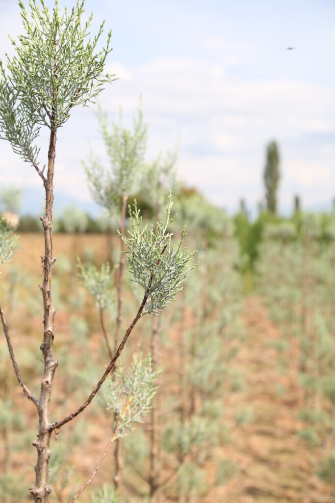 arizona blue cypress
