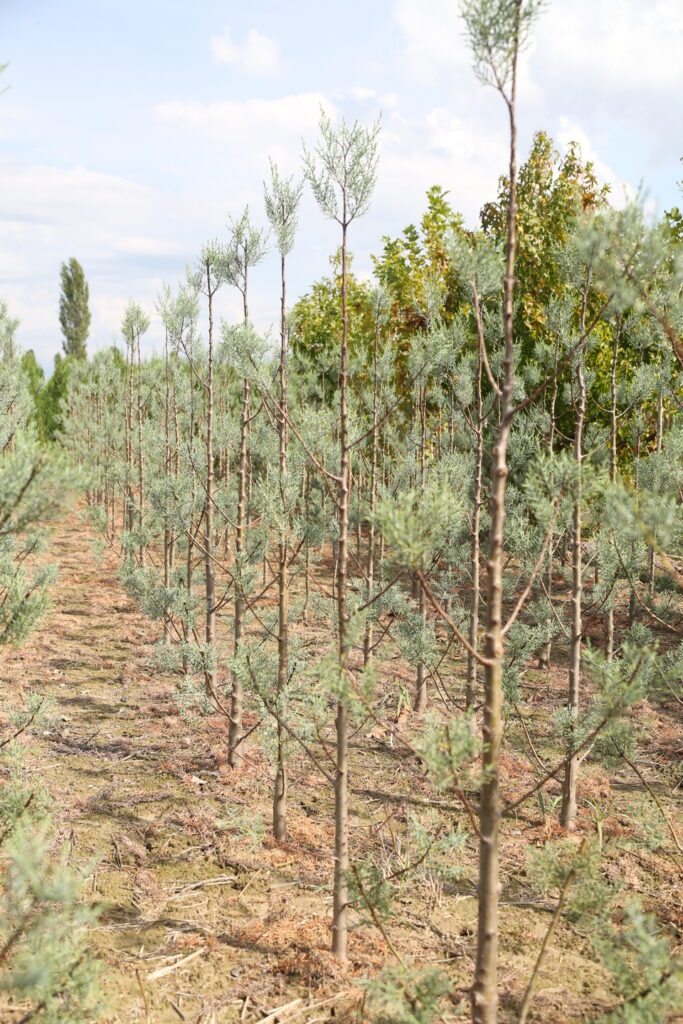 arizona blue cypress