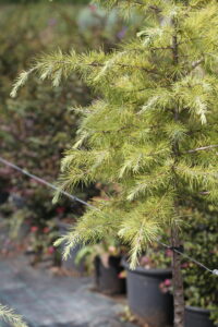 Golden Deodar Cedar