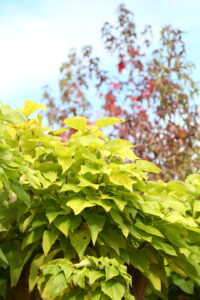 cercis canadensis hearts of gold
