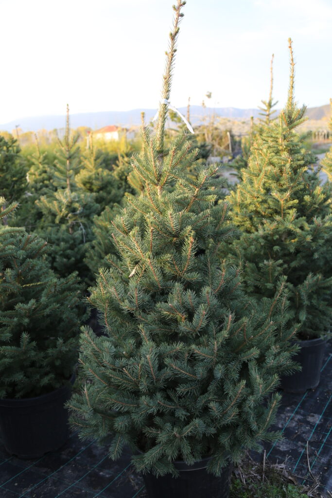 Colorado Blue Spruce