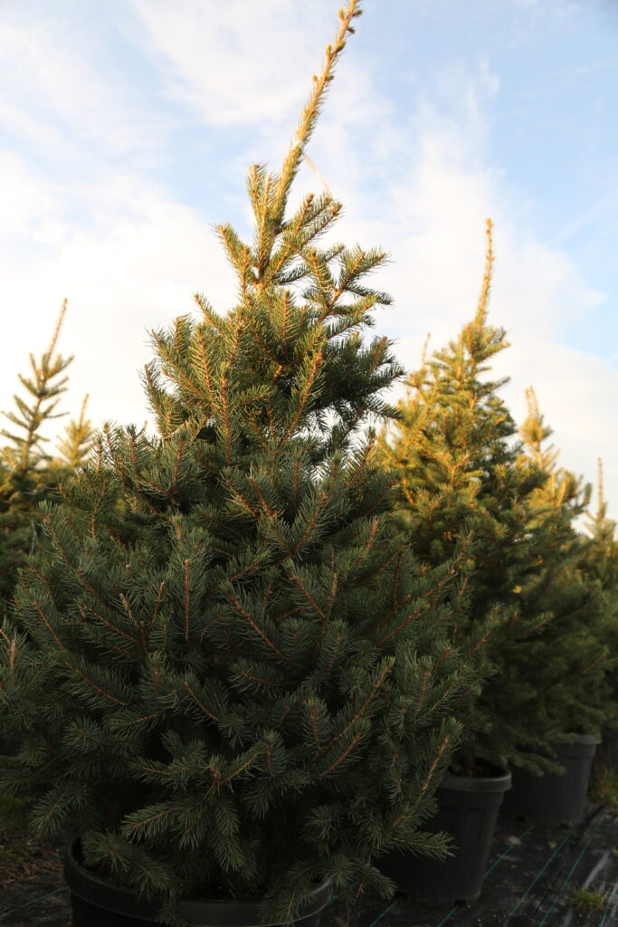 Colorado Blue Spruce