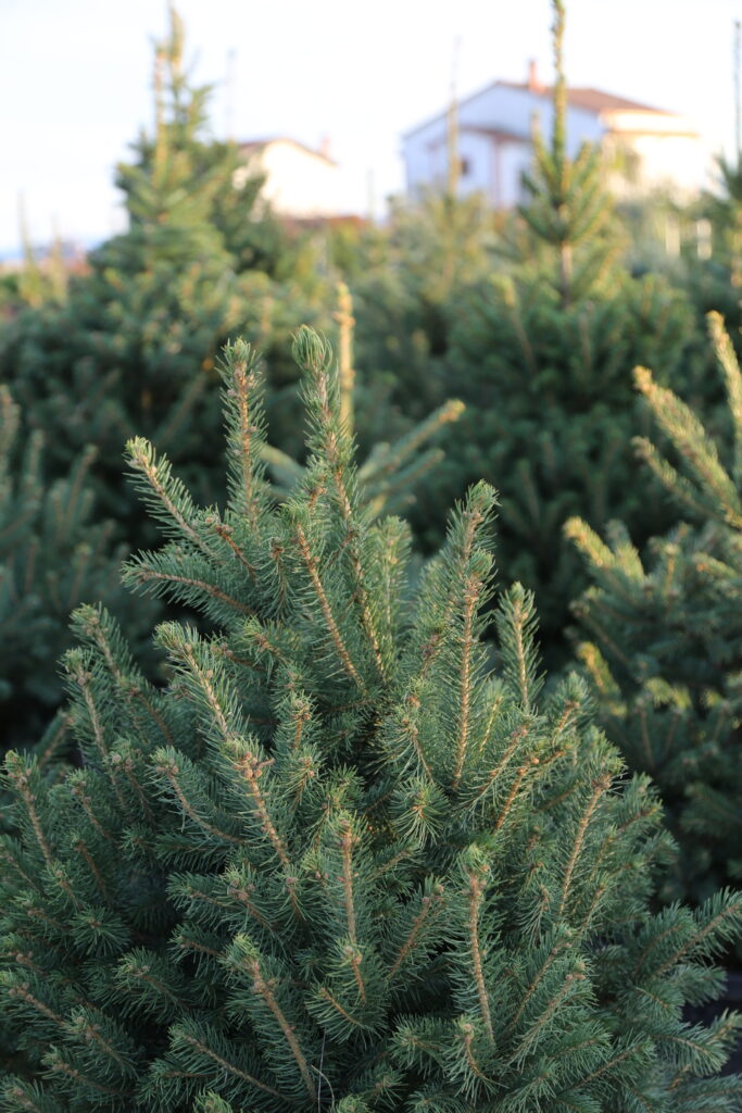 Colorado Blue Spruce
