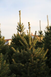 Colorado Blue Spruce