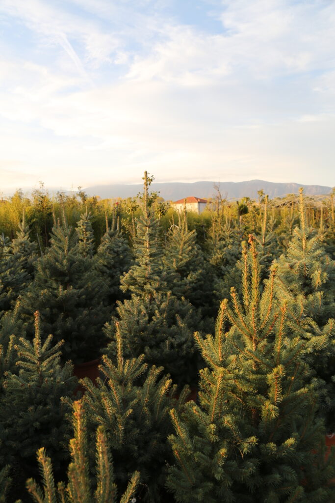 Colorado Blue Spruce