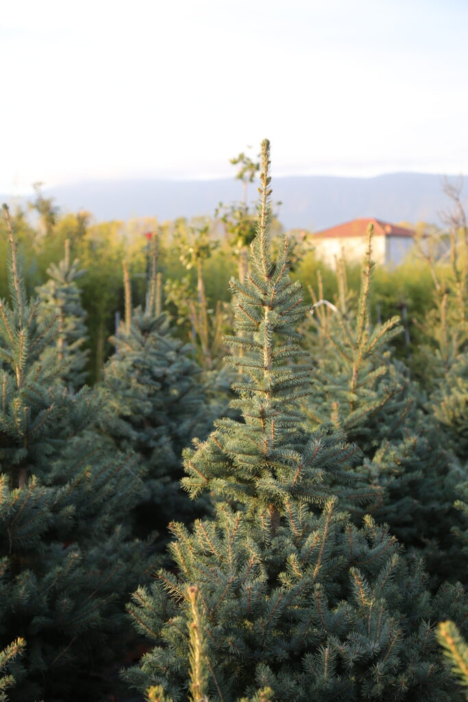 Colorado Blue Spruce