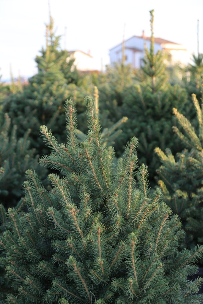 Colorado Blue Spruce