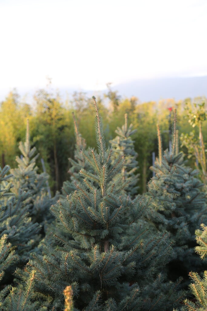 Colorado Blue Spruce