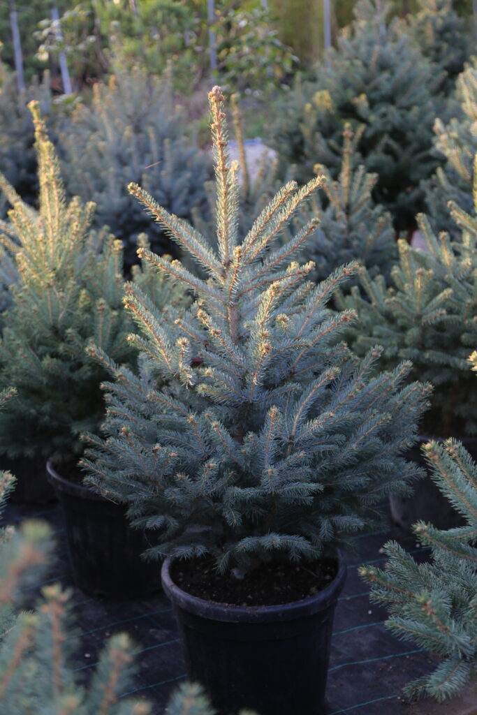 Colorado Blue Spruce