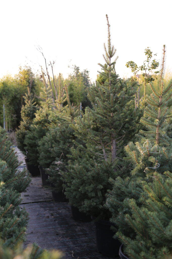 Colorado Blue Spruce
