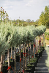 cupressus arizonica blue ice