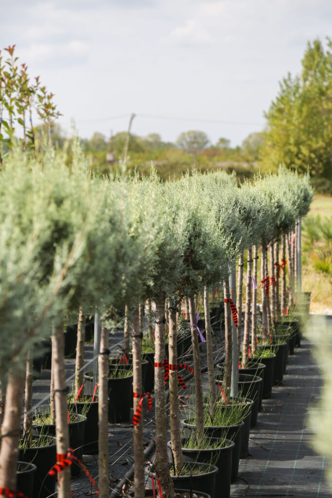 cupressus arizonica blue ice