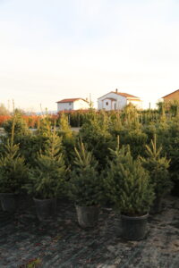 Evergreen Conifer