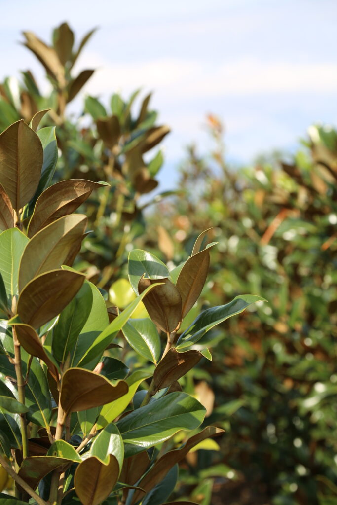 Magnolia grandiflora