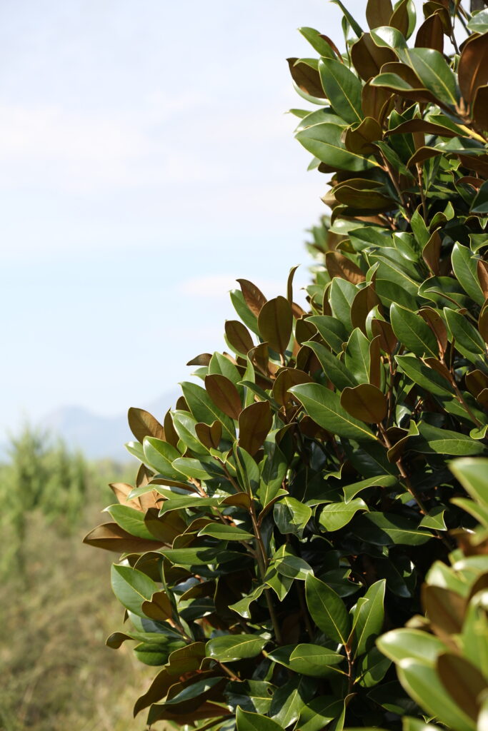 evergreen magnolia, magnolia grandiflora, southern magnolia tree, evergreen flowering tree, ornamental magnolia, landscape magnolia